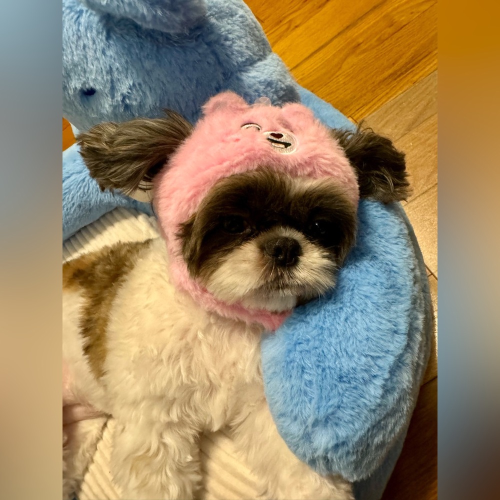 Love a Lot Care Bear. Care Bears. Famous MINISO product. Cute hat for pets